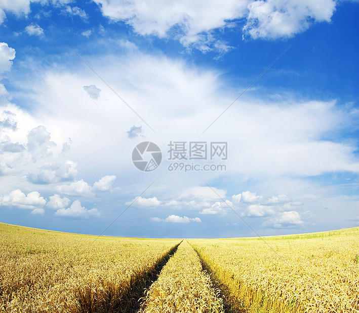 小麦田农场太阳天堂牧歌植物群阳光国家蓝色面包辉光图片