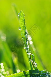 下降绿色环境雨滴植物草本植物生长液体树叶花园草地图片