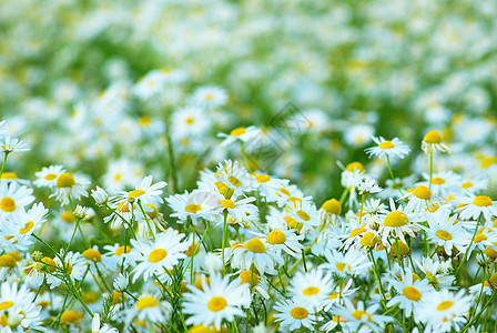 相片背景 camomiles 背景花瓣场景草地场地白色甘菊园艺家庭雏菊花朵图片