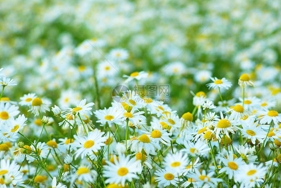 相片背景 camomiles 背景花瓣场景草地场地白色甘菊园艺家庭雏菊花朵图片