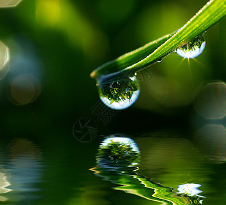 草地上滴水雨滴液体生长树叶绿色花园环境宏观草本植物植物图片