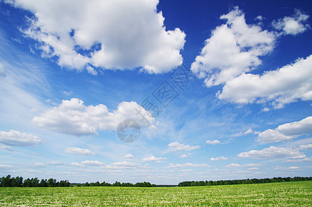 字段植物阳光场地牧场天气风景草地全景地平线土地背景图片