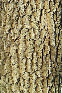 粗糙的背景宽慰窗饰皮层生物学皱纹粮食森林植物木头橡木图片
