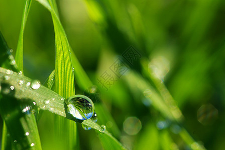 露露落在草地上生长树叶液体花园植物雨滴绿色宏观草本植物图片