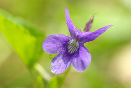 春花花园宏观植物阴影植物群花瓣蓝色公园毛茛森林图片