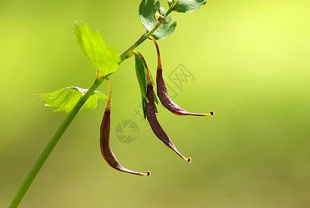 春花花瓣蓝色植物植物群森林阴影花园毛茛公园宏观图片