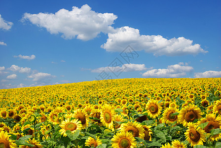 向向向外字段绿色生长草地乡村晴天场景向日葵天空植物种植园图片