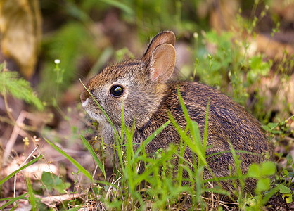 森林中的婴儿兔子棕色水平眼睛棉尾野生动物手表森林草地荒野乡村图片