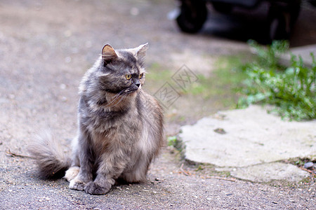 坐着猫棕色动物水平木头院子灰色白色沥青宠物猫科图片