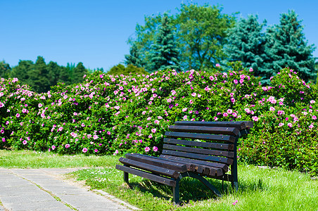 在阳光明媚的一天 空木制公园长椅孤独木头车道公园衬套花园场景家具座位院子图片