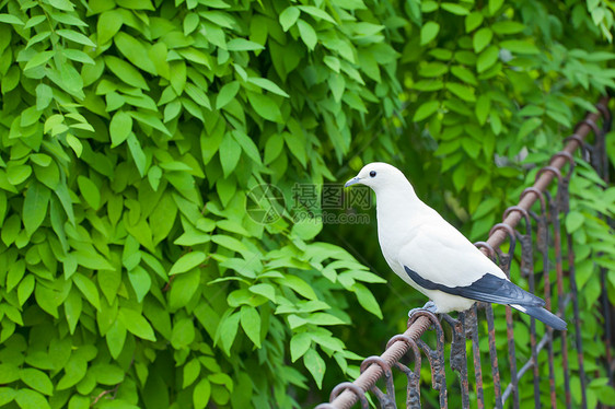 白鸟翅膀栖息自由黑色野生动物木头绿色动物森林荒野图片