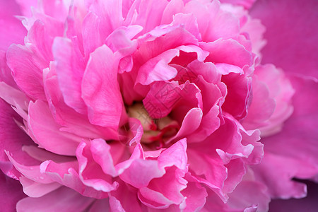 粉红小豹粉色紫色园艺生态宏观花瓣压痛环境植物墙纸图片