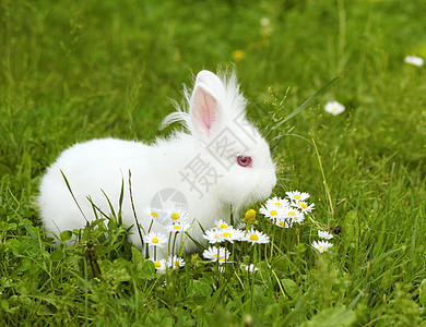白兔耳朵矮人绿色婴儿哺乳动物动物宠物白色背景图片