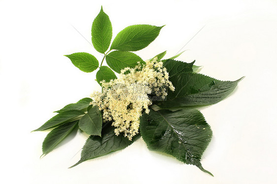 大莓花野生植物措施植物香味疗法医药箱花序花朵白色糖浆图片