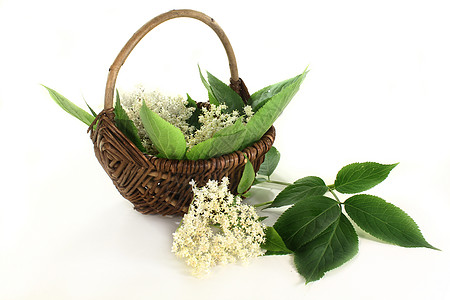 大莓花投标疗法植物医药箱野生植物香味白色木花绿色家庭图片