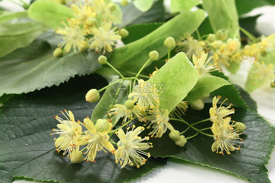 林丁花白色黄色药物分支绿色植物草本植物草本茶叶药品图片