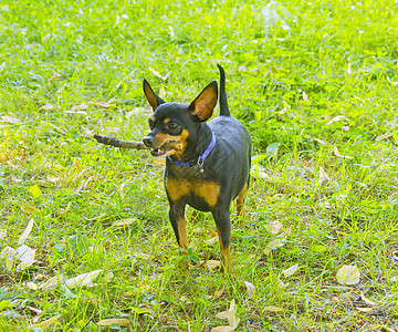 Pinscher 垃圾处理器斗牛犬团体哺乳动物婴儿朋友黑色牧羊人棕色猎犬宠物图片