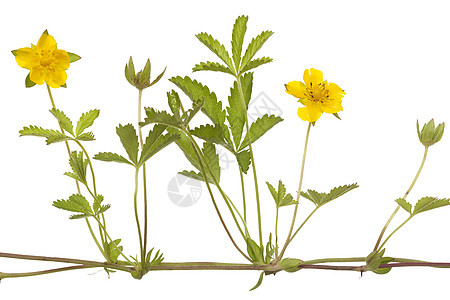 黄花果叶子植物群黄色野花植物宏观花瓣图片