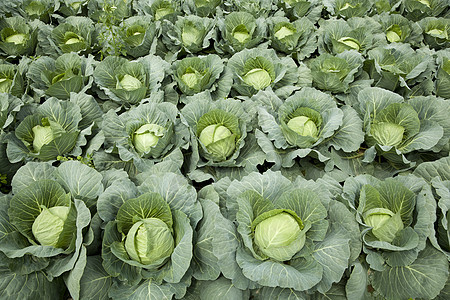 出租车场地叶子风景农场蔬菜背景食材白菜性质卷心图片