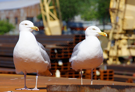 两只海鸥羽毛蓝色动物荒野翅膀手表白色野生动物自由眼睛图片