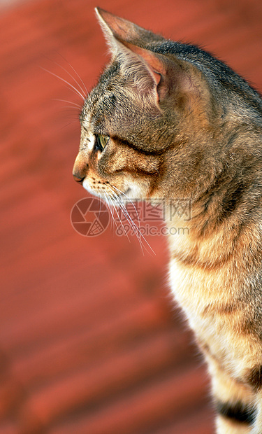 猫类肖像鼻子淡黄色宠物混种猫科动物小猫虎斑女性耳朵哺乳动物图片