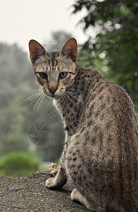 青灰岩山猫野生动物眼睛哺乳动物感官猫眼猎物毛皮舌头肢体语言图片