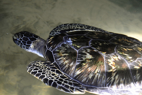 斯里兰卡的绿海龟组织游泳孵化场濒危爬行动物表皮甲壳羊膜爬虫脚蹼热带图片