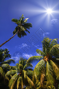 椰子棕榈上明亮的阳光照耀图片