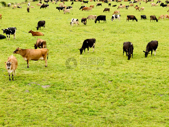牛群聚集在青草绿草原上动物草地牛肉奶制品食草经济农田奶牛群居畜牧业图片