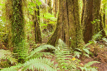 亚热带雨林中的Lush Fearns图片