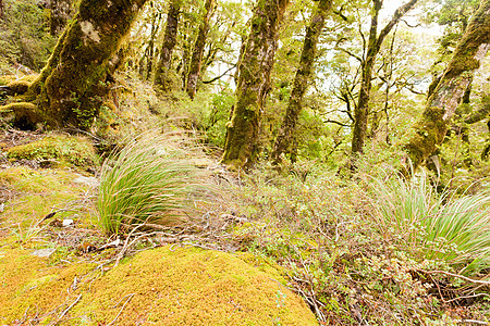 新西兰马尔布尔堡维尔京山雨林苔藓山林蕨类山毛榉荒野原始森林处女气氛植被生长图片