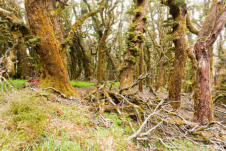 新西兰马尔布尔堡维尔京山雨林处女荒野山毛榉森林原始森林雨林气氛魔法地衣蕨类图片