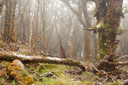 新西兰马尔布尔堡维尔京山雨林森林荒野植被苔藓地衣处女山毛榉生长原始森林魔法图片