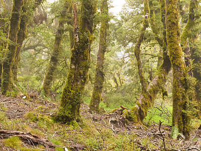 新西兰马尔布尔堡维尔京山雨林草丛原始森林植被地衣植物魔法树木薄雾苔藓雨林图片