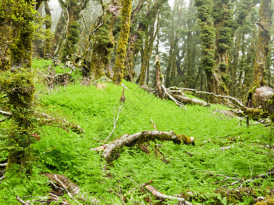 新西兰马尔布尔堡维尔京山雨林植被处女薄雾原始森林山林蕨类魔法森林荒野山毛榉图片