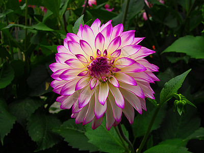 紫色和白达丽雅花粉奶油白色季节花园植物植物群园艺植物学花瓣图片