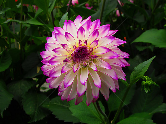 紫色和白达丽雅花粉奶油白色季节花园植物植物群园艺植物学花瓣图片