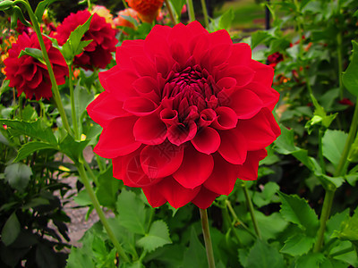 红色达利亚Name植物花粉植物群大丽花植物学季节花瓣园艺绿色花园图片
