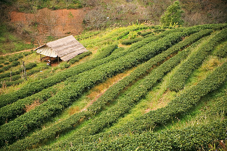 茶叶种植园公园天空植物群场地晴天森林阳光蓝色房子植物图片