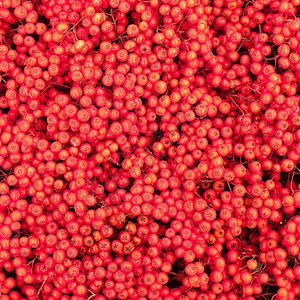 山地灰莓苏布阿库普里亚季节收成浆果季节性植物群雾凇花梨木水果收获鸟类图片