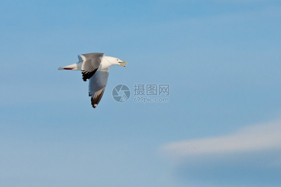 呼叫海鸥在蓝天飞翔海鸟银鸥优美野生动物动物鸟类飞行银色成人呼唤图片