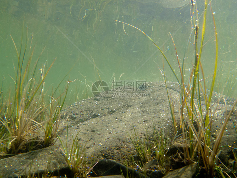 淹没在水下草和植物的水底喷射反射气泡碎石生态岩石芦苇池塘生长石头生活图片
