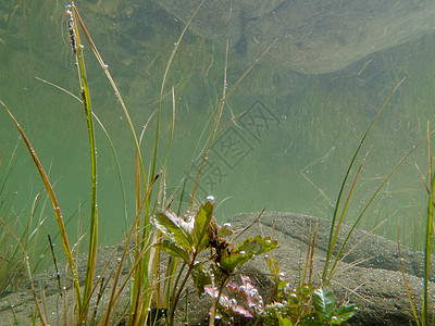 淹没在水下草和植物的水底喷射池塘芦苇生长生活碎石地面反射气泡生态岩石图片