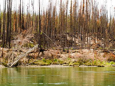 育空河上的植物林被火灾烧毁野火灾难支撑树干环境烧伤地区领土破坏生长背景图片