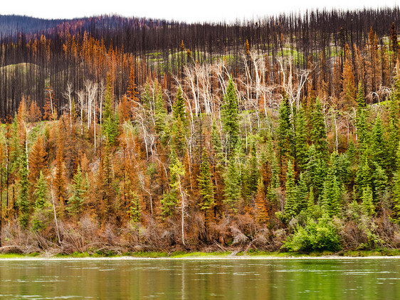育空河上的植物林被火灾烧毁针叶林领土环境荒野生长树干损害支撑森林木头图片