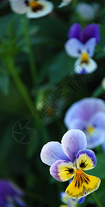 花朵天空植物学植物群野花花园蓝色生长草地场地荒野图片