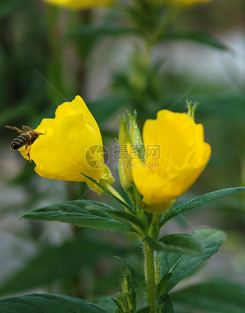 花朵植物学框架斧子国家园艺场地蓝色边界生长野花图片