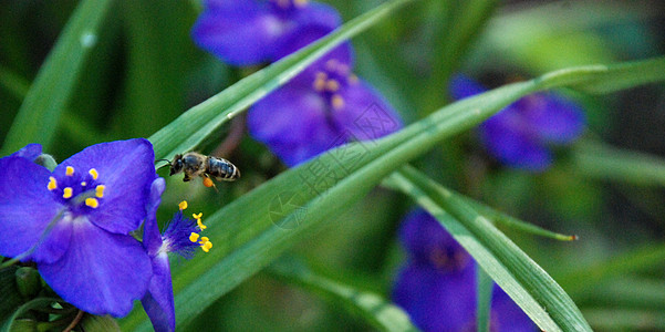 花朵斧子野花国家框架花园边界植物晴天荒野蓝色图片