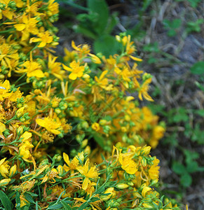 花朵花园蓝色晴天野花植物群场地生长植物园艺植物学图片