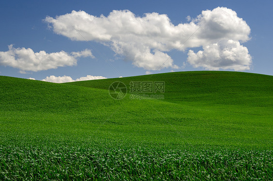 春天的午后 连绵起伏的绿色麦田和蓬松的云彩 美国华盛顿州惠特曼县图片